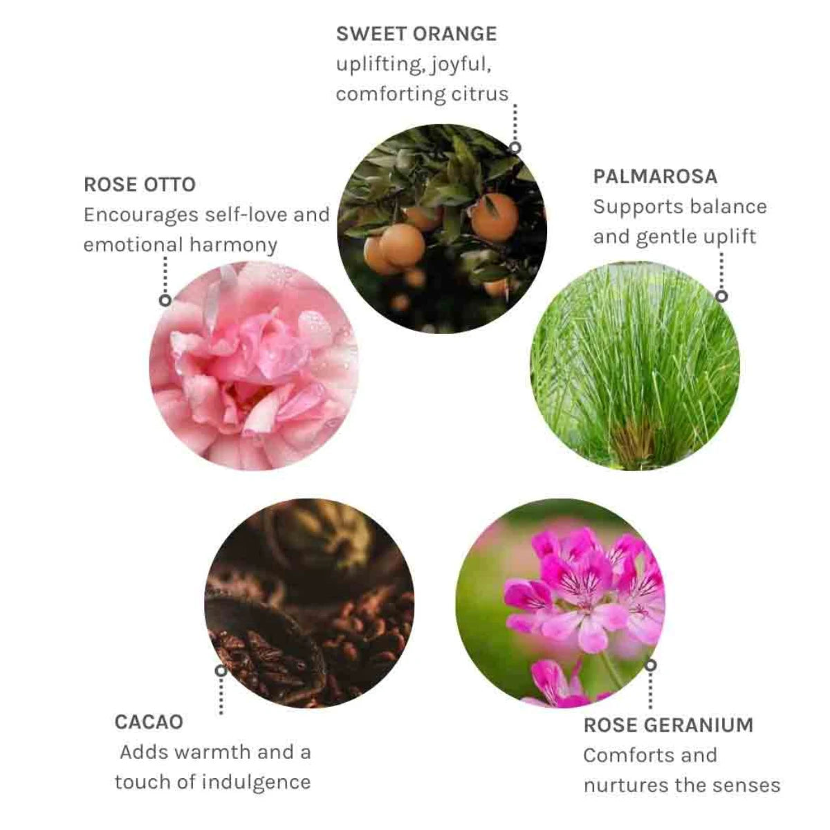 Evolve Organic Beauty Wild Divine Bio-Retinol Body Oil Vartaloöljy tuoksuvat ainesosat